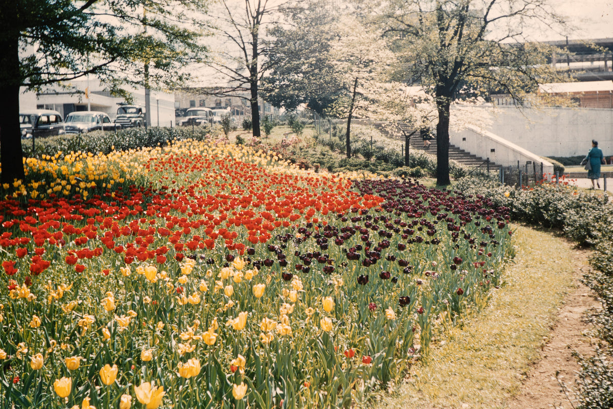 Flowers: Print 01