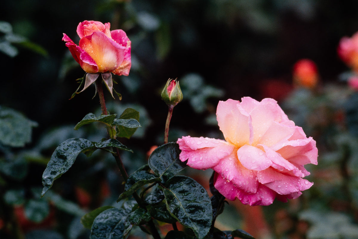 Flowers: Print 10
