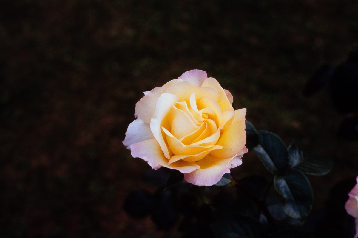 Flowers: Print 11