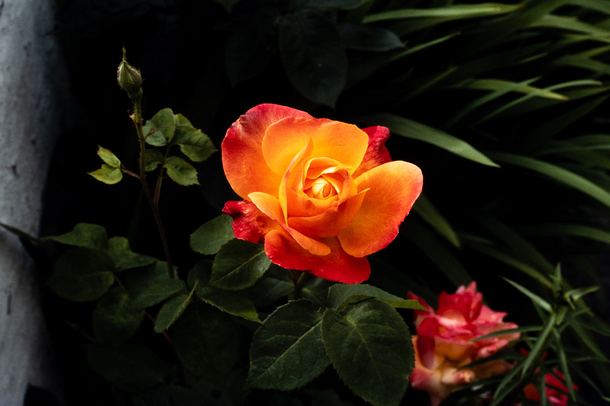 Flowers: Print 12