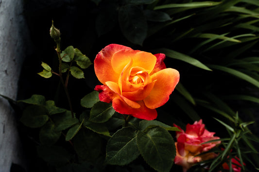 Flowers: Print 12