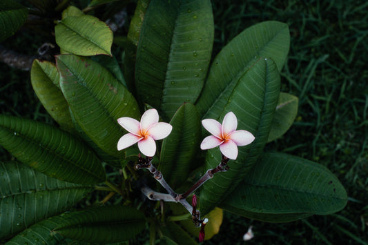 Flowers: Print 13