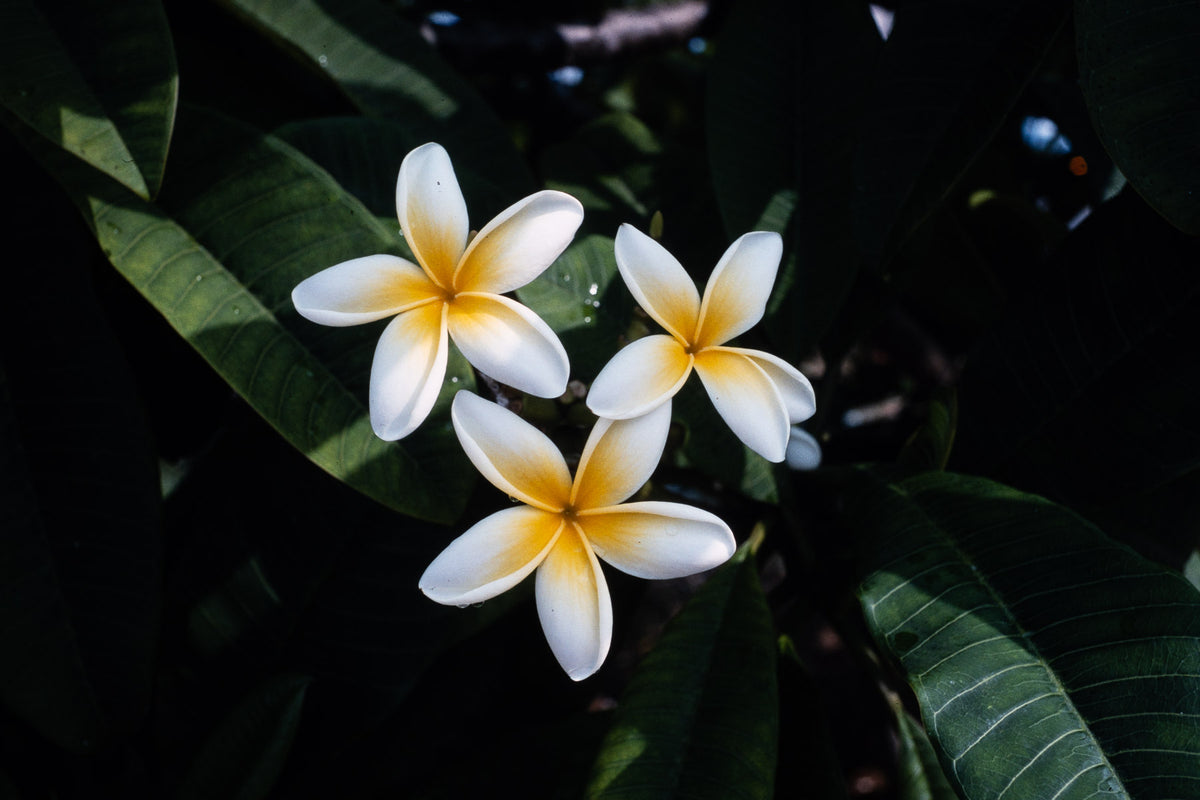 Flowers: Print 14
