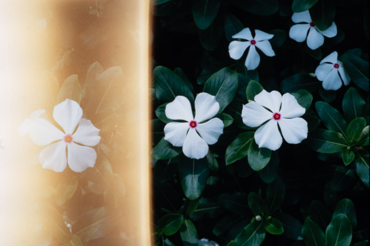 Flowers: Print 03