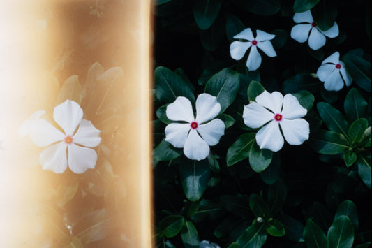 Flowers: Print 03