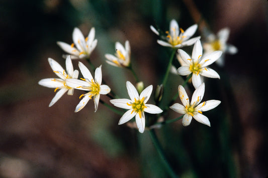 Flowers: Print 04