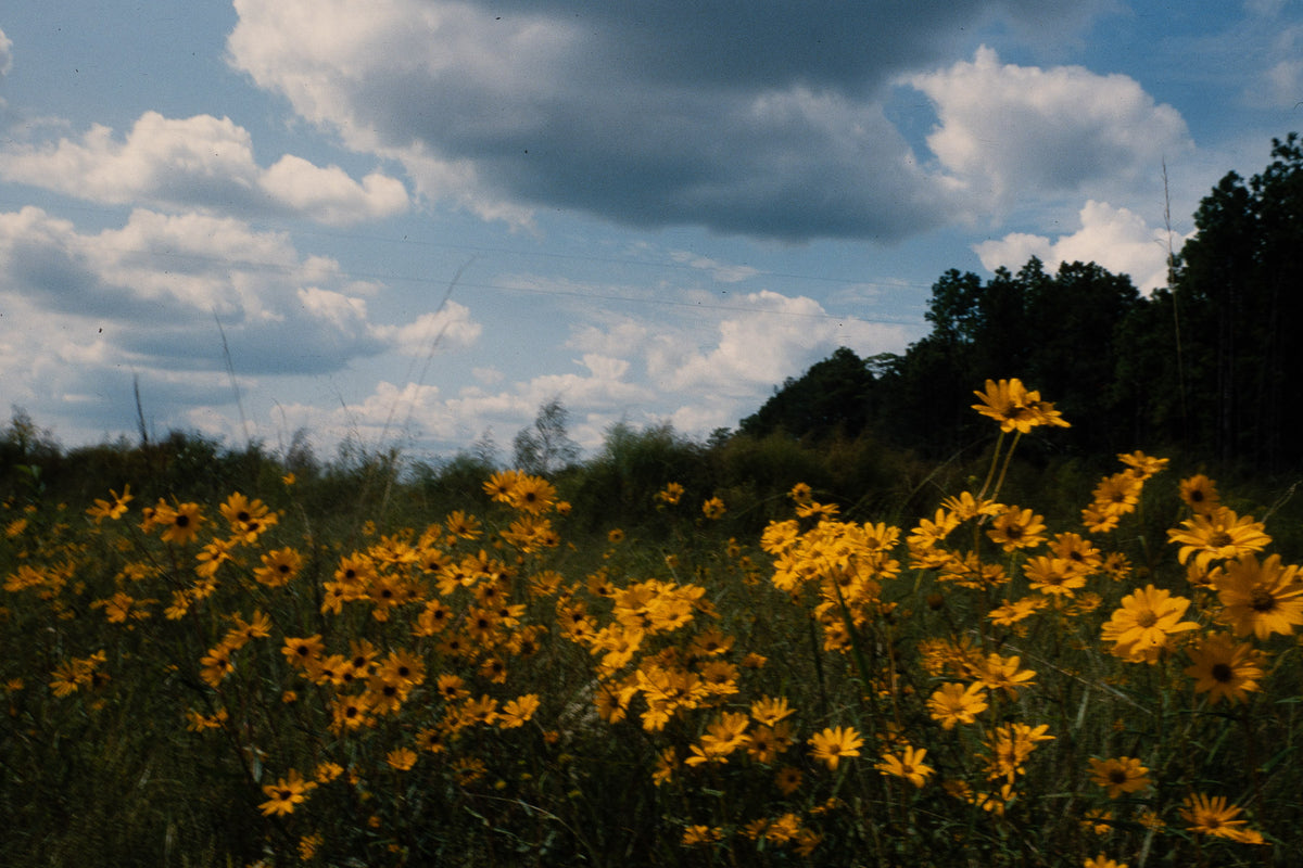 Flowers: Print 05