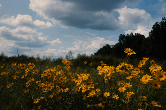 Flowers: Print 05