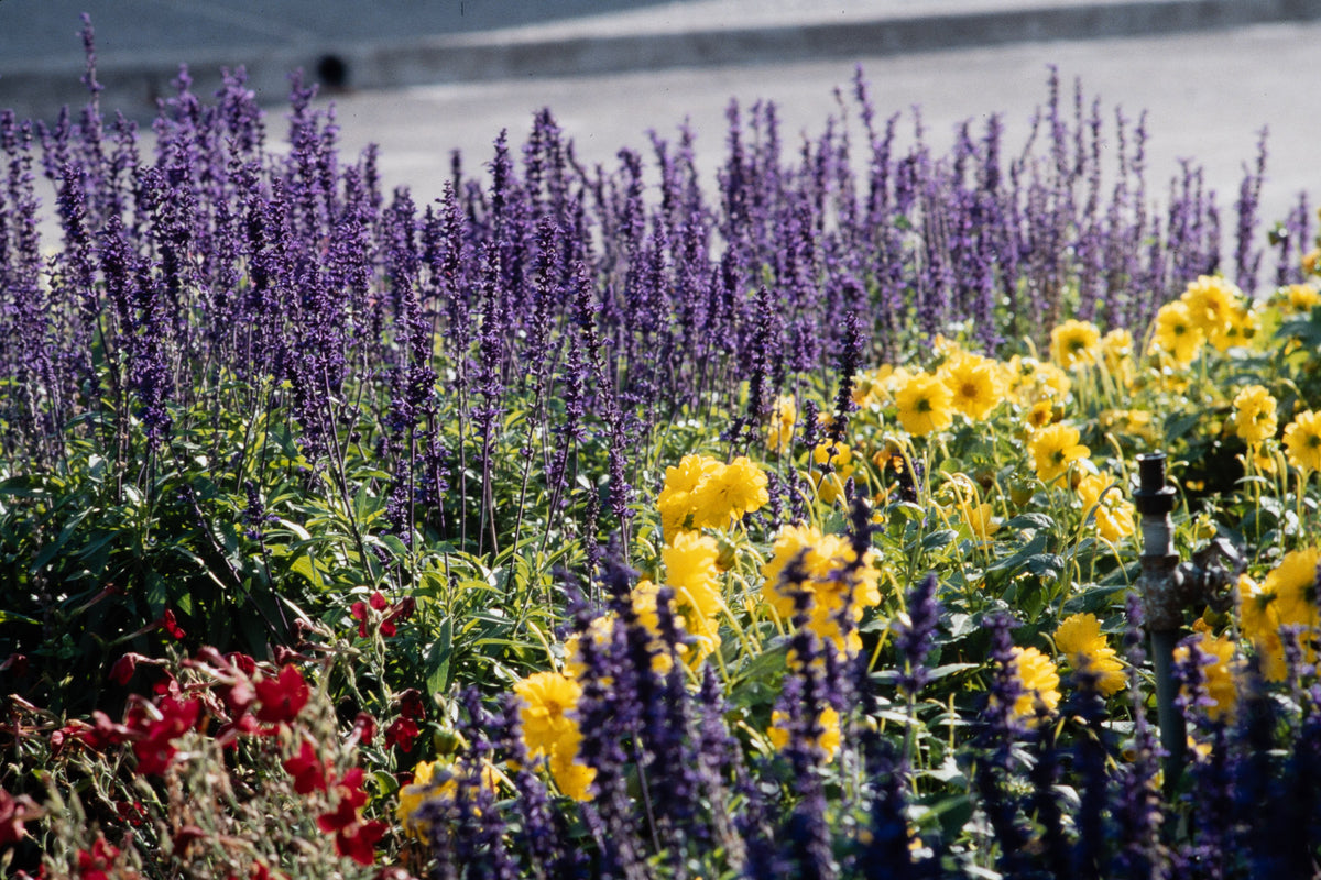 Flowers: Print 06