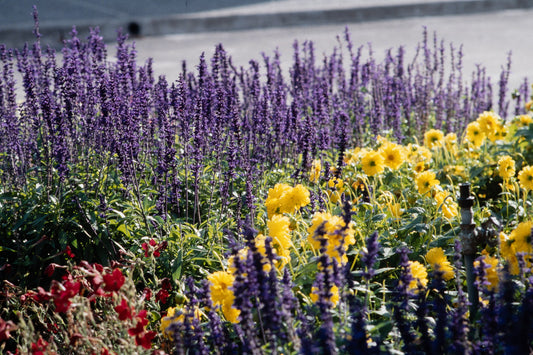 Flowers: Print 06
