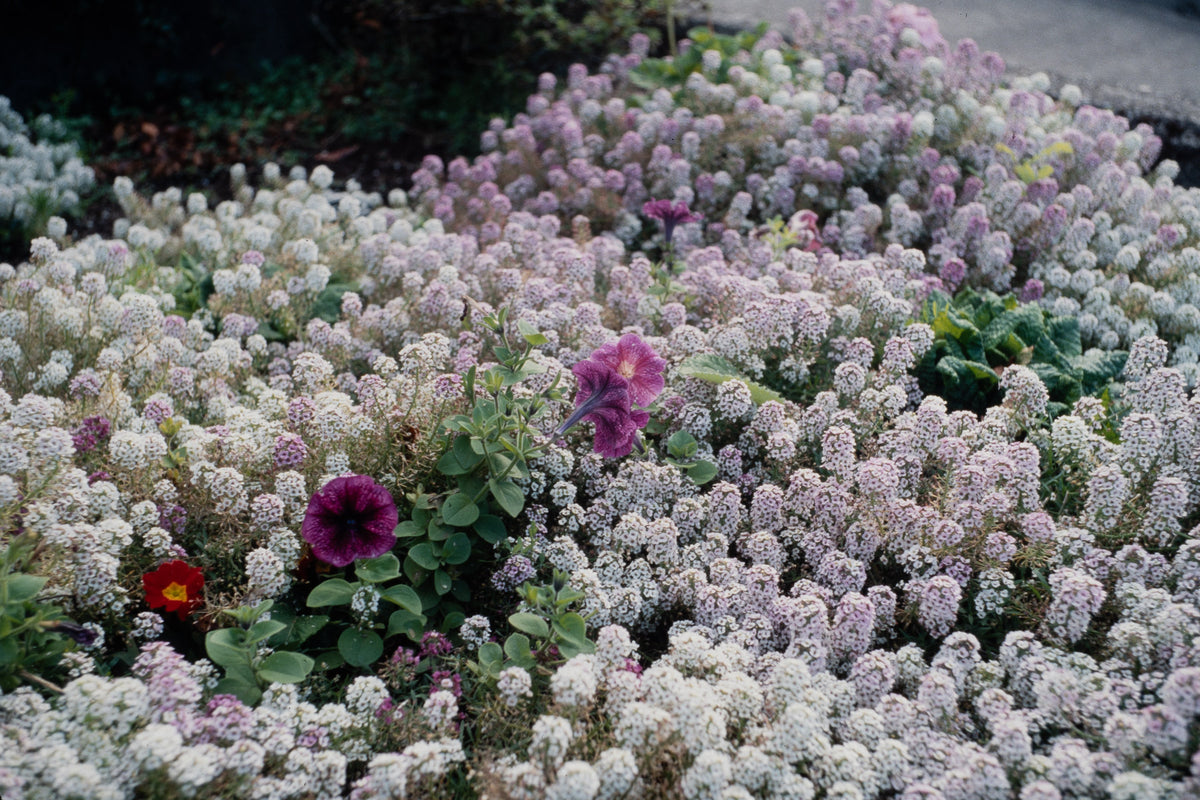 Flowers: Print 07