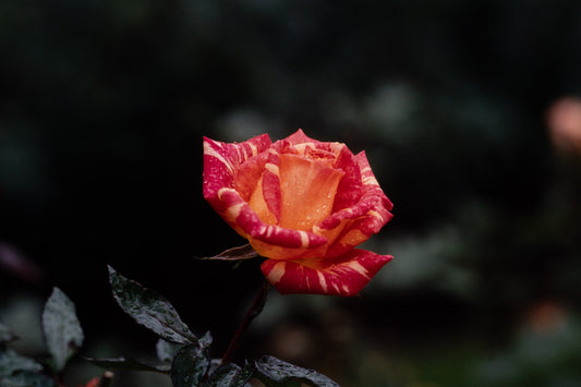Flowers: Print 08