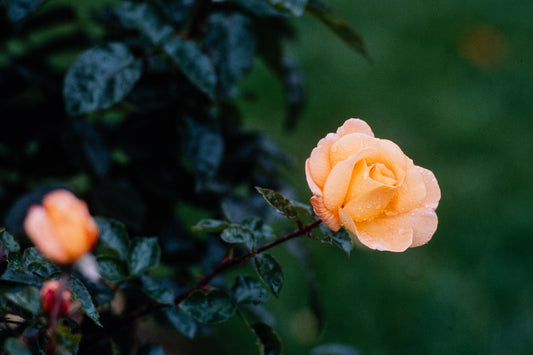 Flowers: Print 09
